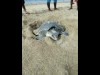 バリ島・観光客でにぎわうビーチでウミガメが産卵