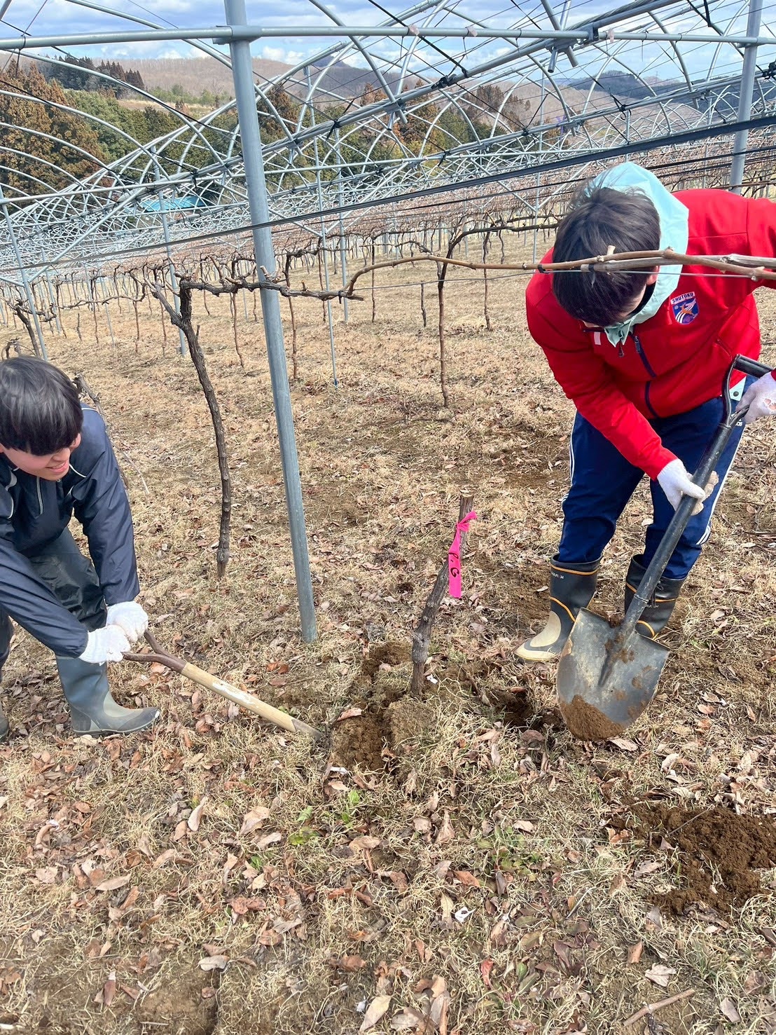 宮城から来た苗木、都心の屋上でワインに