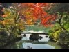 六義園で「紅葉と大名庭園のライトアップ」
