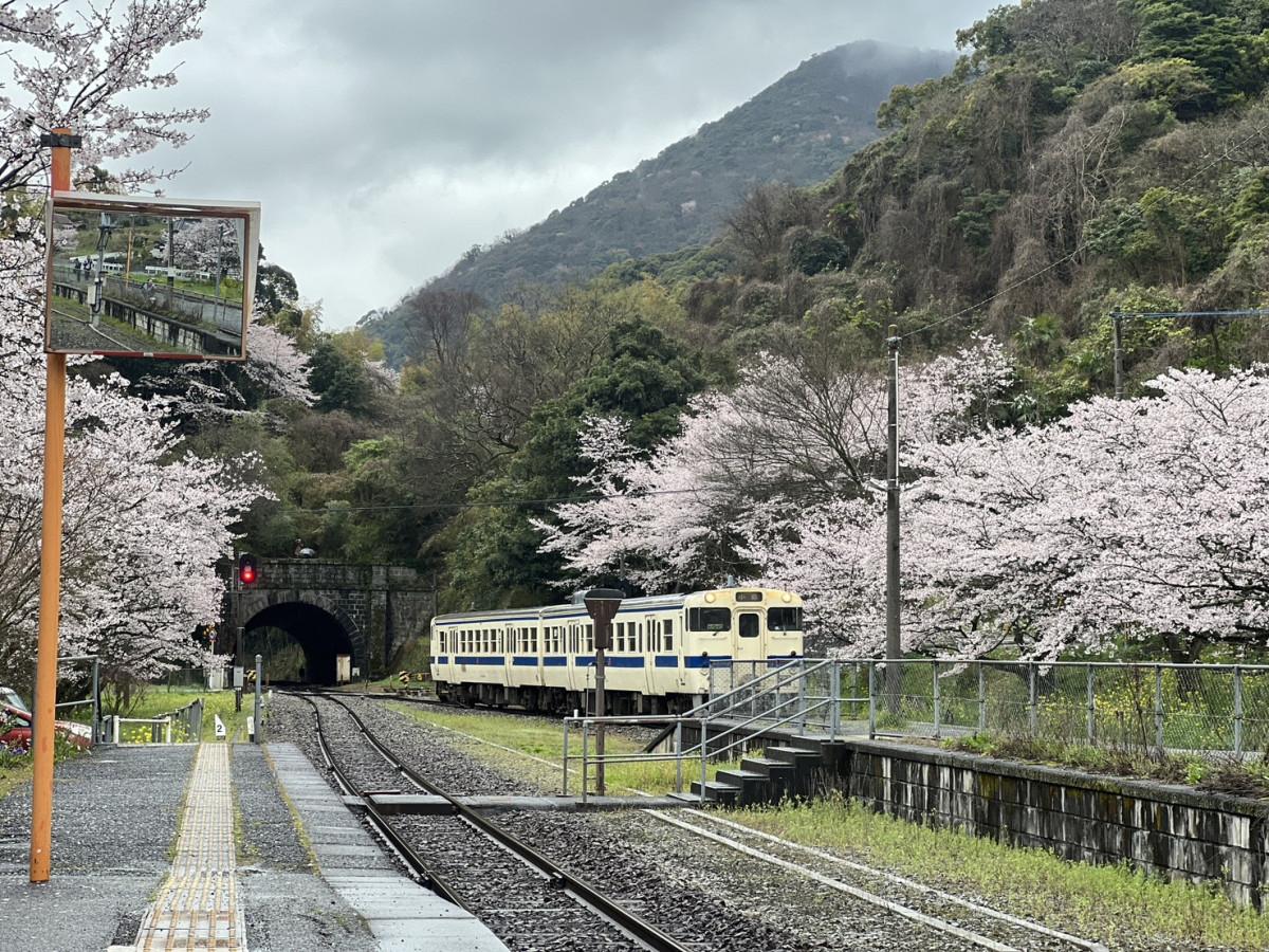 国鉄時代に作られたディーゼルカー「キハ147形」と見頃を迎えた桜＝JR採銅所駅の桜