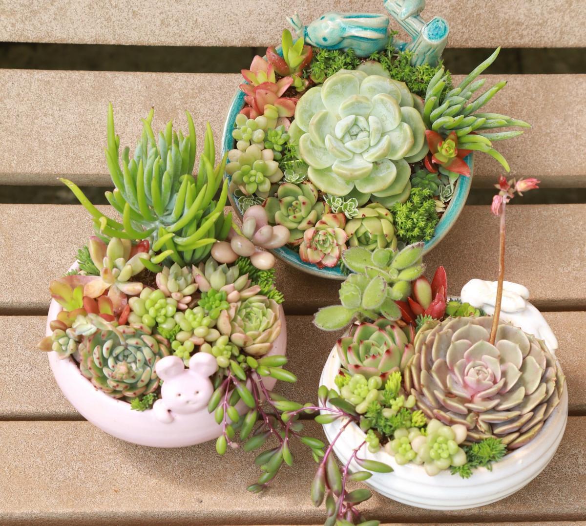上野焼の窯元と植物店がコラボした、イベント限定の特別なセット＝あがのグリーンフェスタ（写真提供＝福智町）