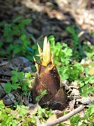 調布・仙川でタケノコ掘り体験　農家20代目「農業女子」が企画、その場で料理も