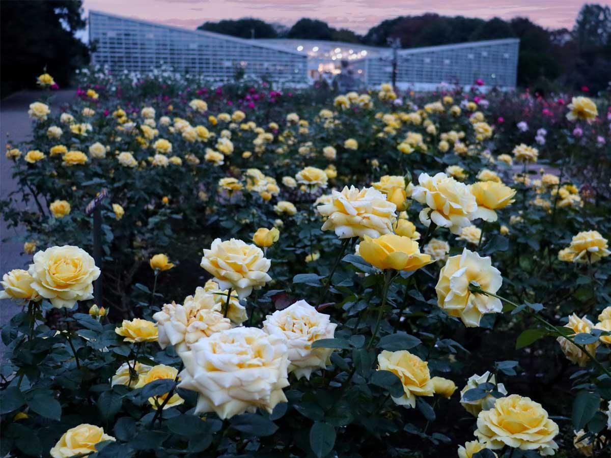 秋の夕暮れの「ばら園」（昨年の様子）