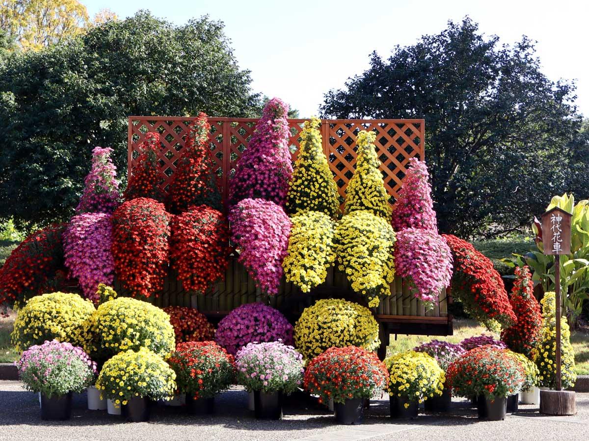 菊花の色や姿を整えて年代物の荷車に乗せて作る「神代花車」（昨年）