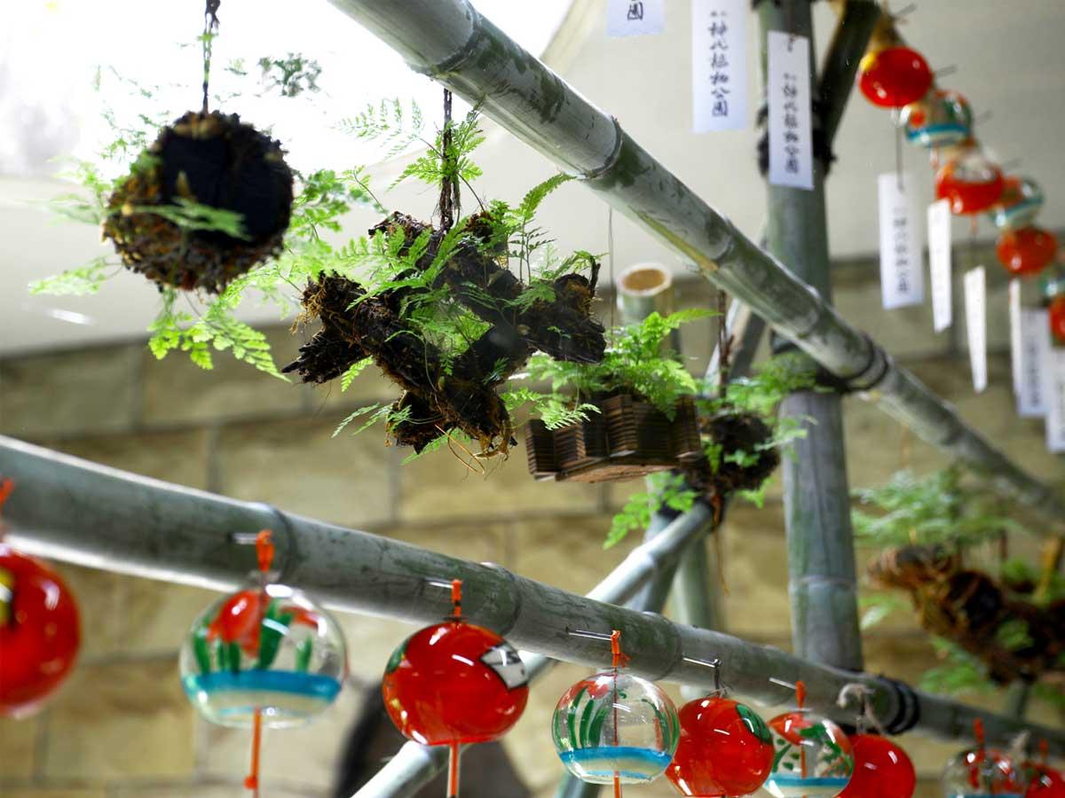 涼を呼ぶ風情の「つりしのぶ」と伝統的手法で作られた「江戸風鈴」