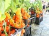調布・深大寺で「鬼燈まつり」 山門に「ほおずき門」設置、食べるホオズキも