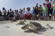 リハビリを終えて海に帰されるウミガメ