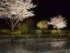 温泉大浴場で「夜桜鑑賞の夕べ」 福井・坂井の休暇村が初開催
