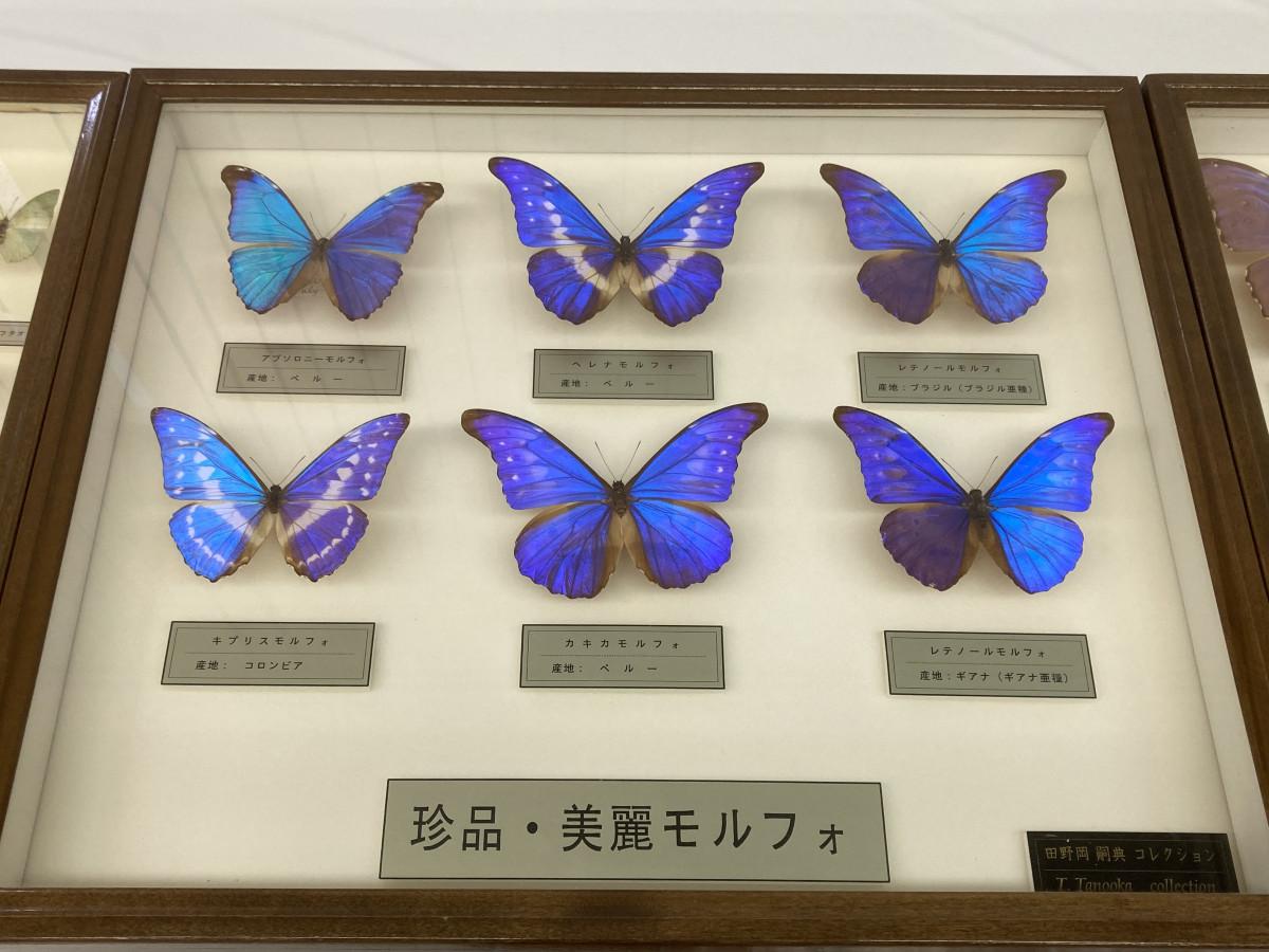 鮮やかな青色が特徴のモルフォチョウの標本