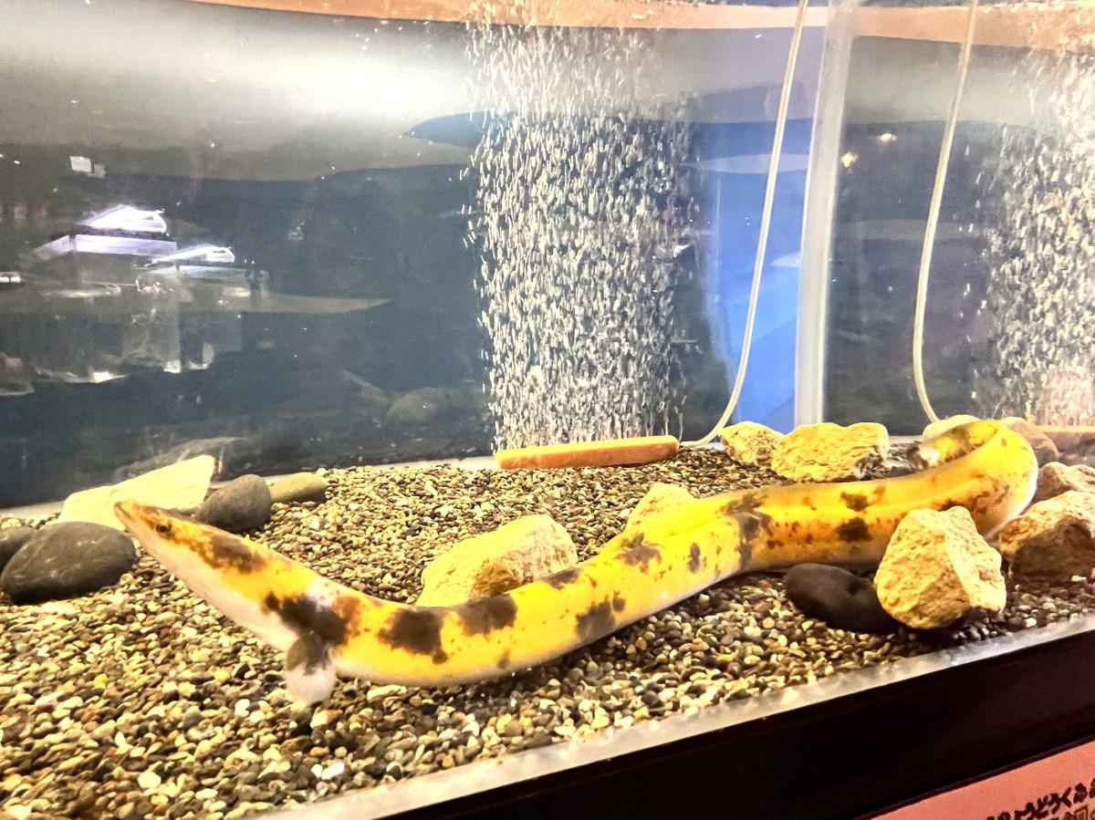 バナナのような見た目の「バナナウナギ」