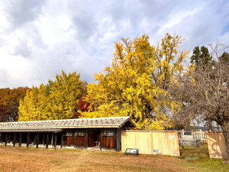 八戸「根城」で大イチョウの紅葉が見頃に 無料開放、記念品の進呈も