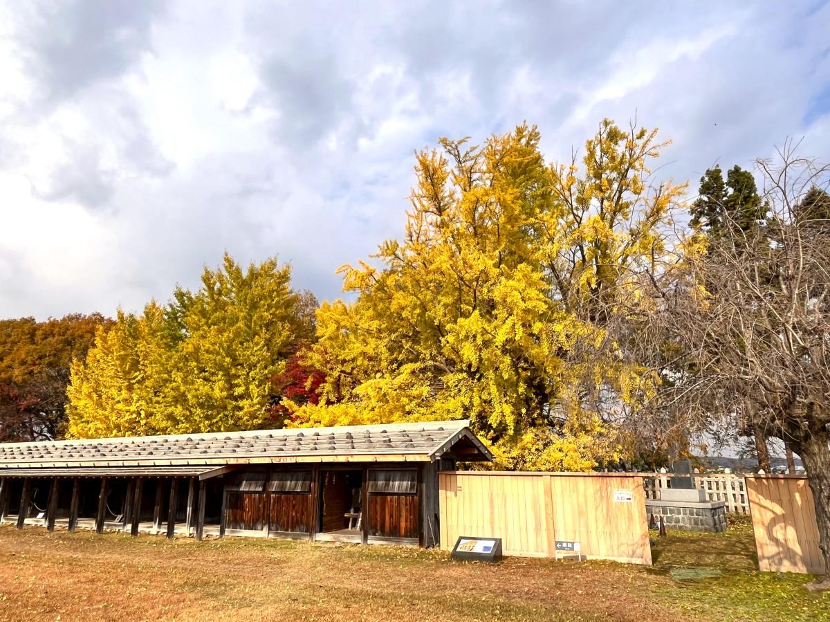 鮮やかな黄色に染まる大イチョウ