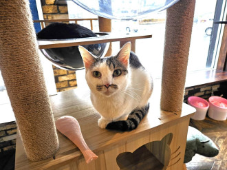 鉄塔倒壊の恐れで休業した八戸の猫カフェ「シーウェイズ」　通常営業再開へ