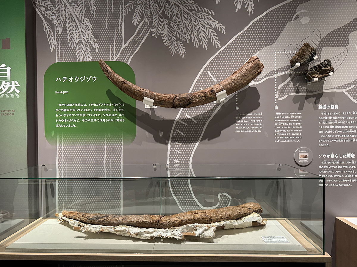 八王子市内で発見され新種のゾウと認定された「ハチオウジゾウ」の化石を展示