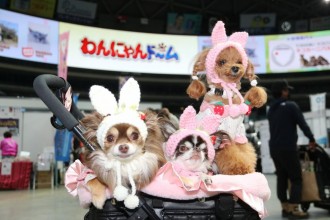福岡国際センターでペットと楽しむイベント わんにゃんドーム 福岡初 博多経済新聞
