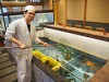 浜松・舞阪町の活魚料理店リニューアル 3.5メートルのいけすを配置
