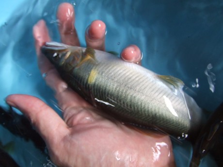 写真＝放流予定のアユ。このほか様々な川魚が放流される