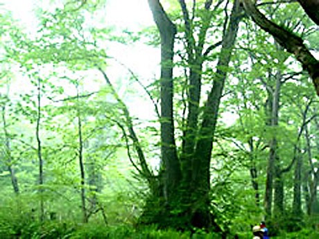 天生峠はブナ原生林や高層湿地帯の大自然が楽しめる