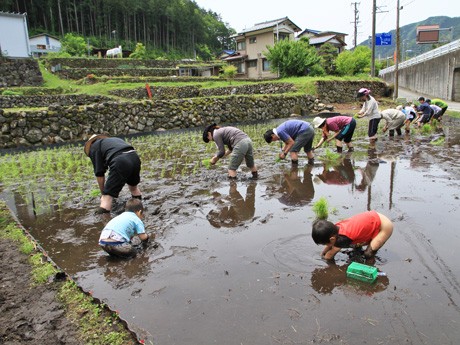 水稲の手植え体験を行う参加者たちの様子