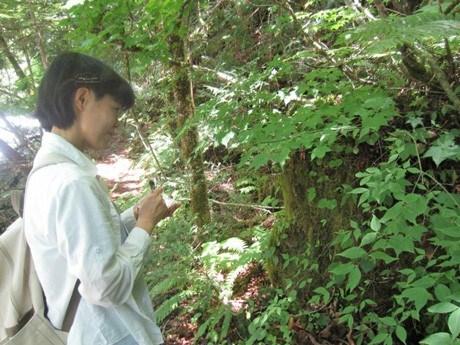 大学で森林生態学を学び、現在は滝めぐりガイドを務める「小坂の植物博士」こと吉川奈々江さん