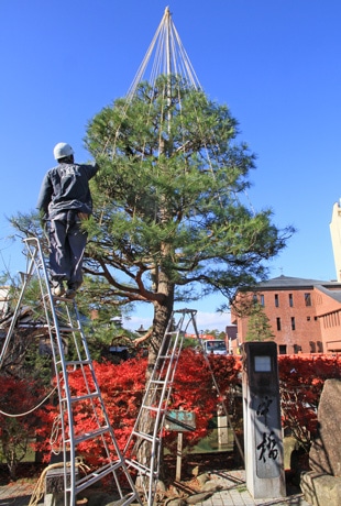 「マツの雪つり」作業の様子