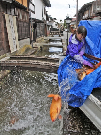 約5カ月ぶりに瀬戸川に戻されるコイ
