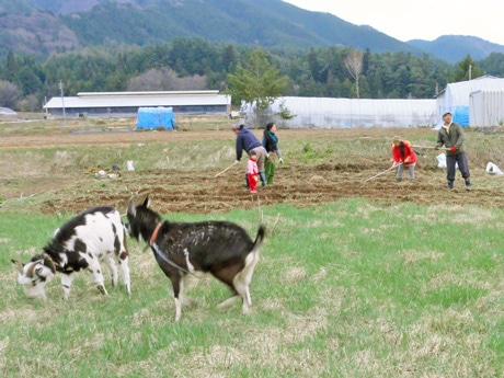 高山郊外で行われた開墾作業の様子。ヤギのフンは発酵作業の必要がないためそのまま畑の肥料になるという