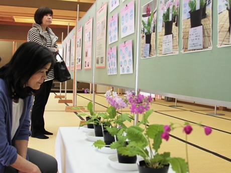 清見町固有種とみられる新種のサクラソウを展示する