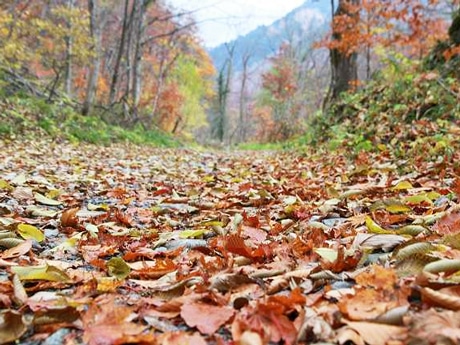 中尾高原からワサビ平小屋に続く林道の紅葉