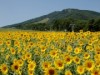 高山「アルコピアひまわり園」で写生大会-最終日2日間に開催へ