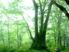 濃飛バス、世界遺産・白川郷行きのシャトルバス-今年も期間限定運行