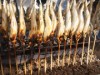 下呂・馬瀬で「岐阜県焼き鮎味比べ交流会」 県内15地域の天然アユ一堂に