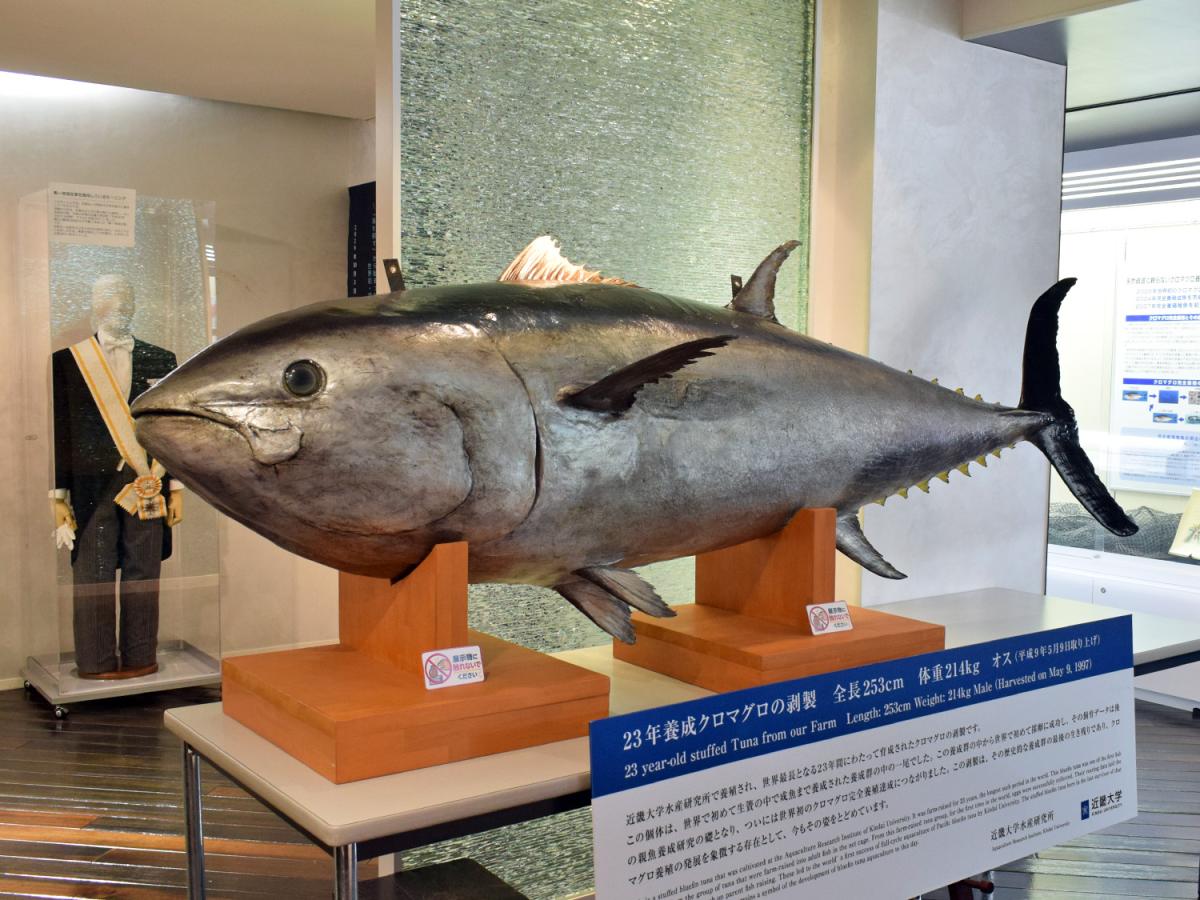 世界最長となる23年間にわたり養成されたクロマグロの剥製