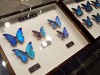 大阪府立中央図書館で春季企画展示 自然科学テーマに博物館と連携