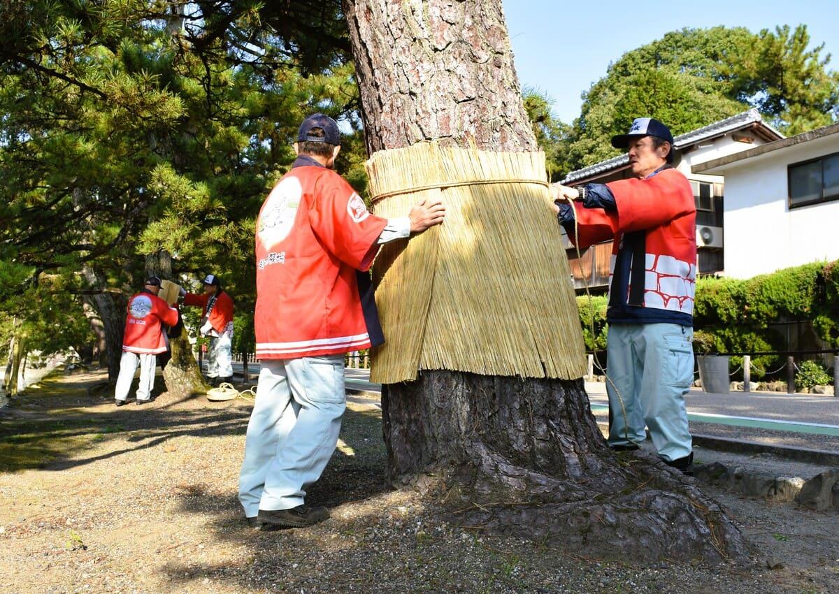 「こも巻き」をする彦根城の作業員たち