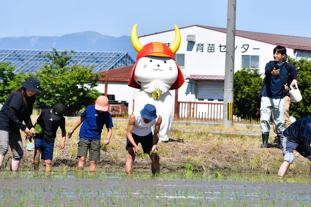 田植えの様子を見守るひこにゃん