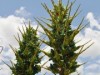 交野の植物園で数年に1度しか開花しない花が満開 同園での開花は2年ぶり