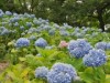 枚方・山田池公園のアジサイが見頃 色とりどりのアジサイ2600株、七夕まつりも