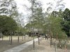 七夕伝説発祥の地として知られる交野・機物神社で恒例の「七夕祭り」