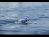 乾電池ロボ「エボルタ」が広島・宮島で遠泳に挑戦 3キロ超泳ぎ世界記録樹立
