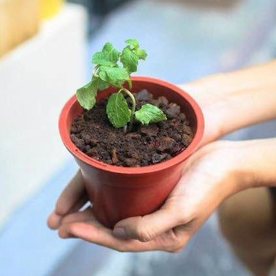 本物そっくりの「植木鉢アイスクリーム」