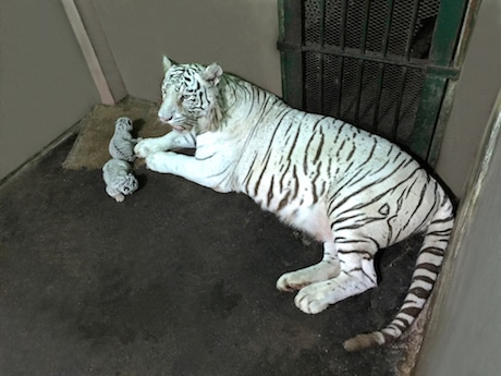 ホワイトタイガーの母親(右)と赤ちゃん(左)©サイゴン動植物園
