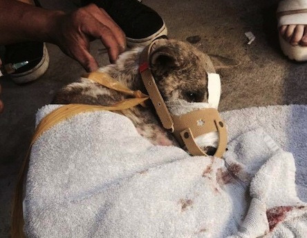 テープが外され包帯を巻かれた犬 ©Dien Nguyenさん