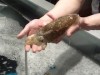 "Squid Center" Opens in HK, Serving Live Squid Delivered Daily from Japan