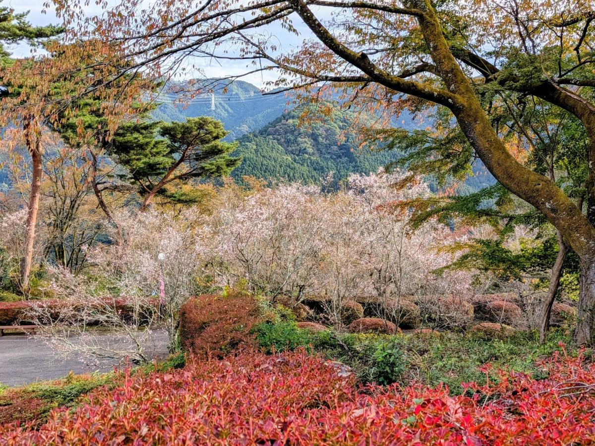 神川・城峯公園の冬桜（10月30日時点）