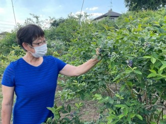 美里町の晩生種ブルーベリー園、摘み取り最盛期迎え夏季限定営業