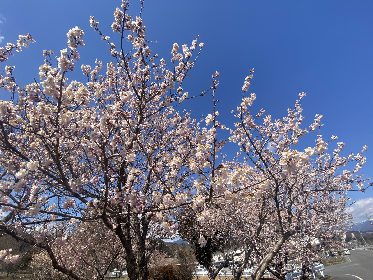 3月11日　天竜峡　春めき桜