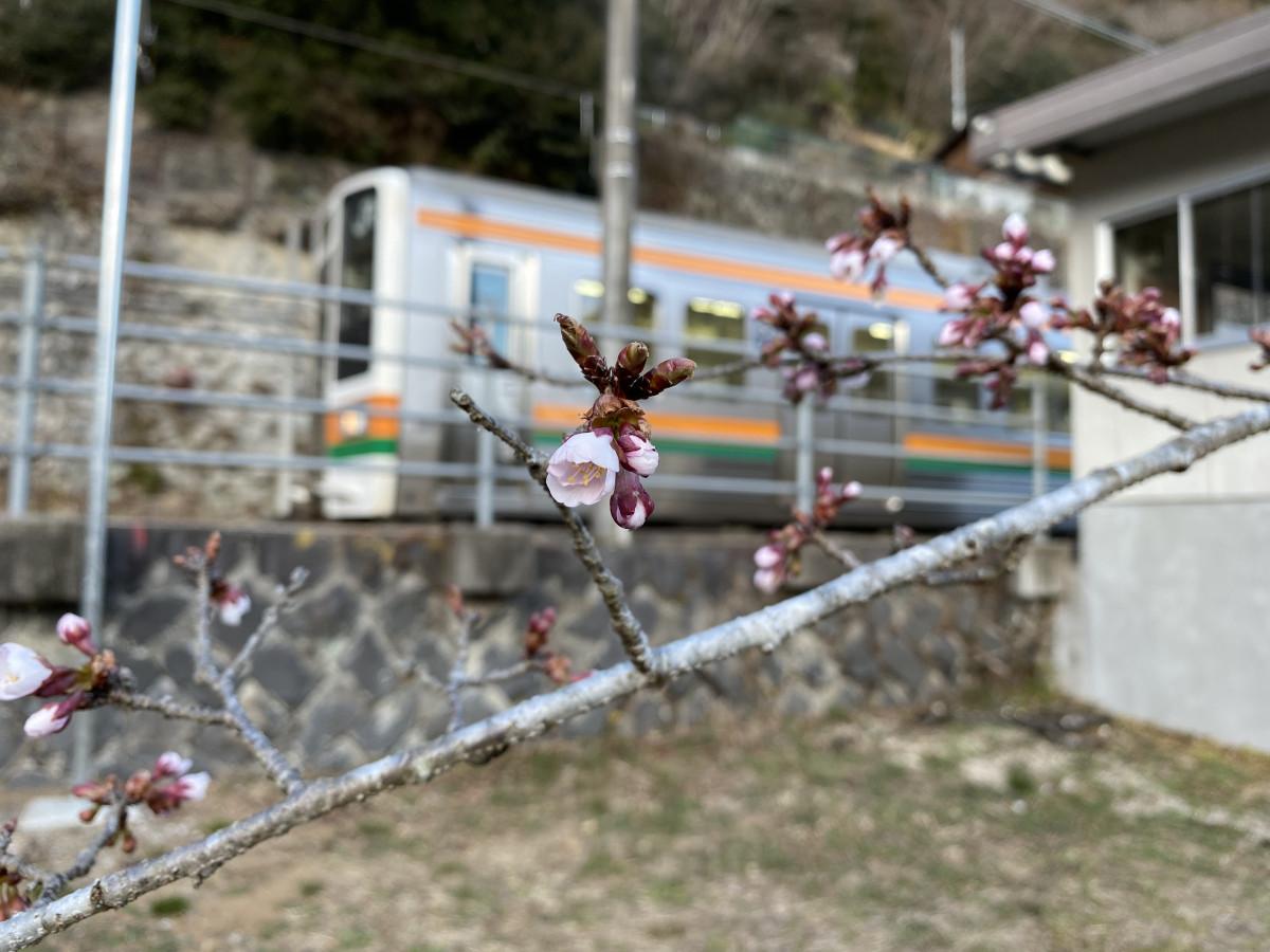 開花宣言した伊那小沢駅のカンザクラとJR飯田線