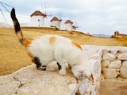 東武池袋で「ねこ歩き岩合光昭写真展」－世界各国の猫写真など222点