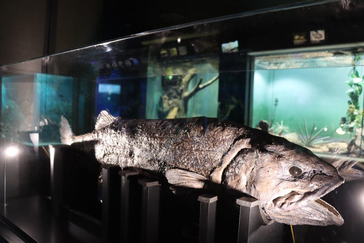 ヨコヅナイワシの「プラスティネーション標本」（写真提供＝サンシャインシティ）